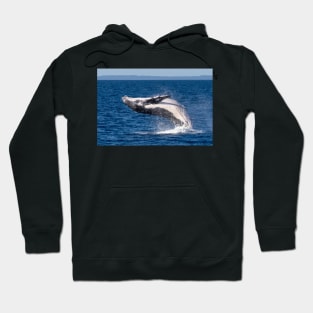 Humpback Whale, Hervey Bay, Queensland Hoodie